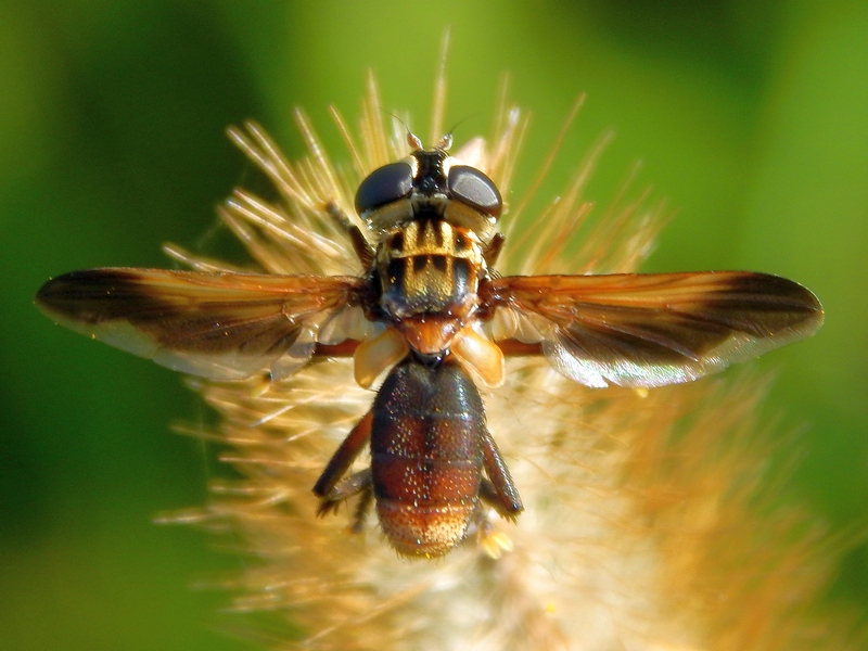 Trichopoda pennipes (Tachinidae)